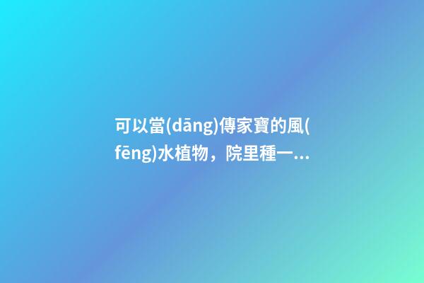 可以當(dāng)傳家寶的風(fēng)水植物，院里種一棵，開花就是千萬朵，紫氣東來